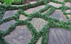 Dwarf Mondo Grass - 36 Pack Of 3.5" Pint Pots -Plant Series Shop Picture Mondo Grass Dwarf 6