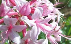 Varnadoes Phlox Pink Native Azalea - Rhododendron Canescens - 3 Gallon Pot -Plant Series Shop Picture Native Azalea Varnadoes Pink Phlox Closeup