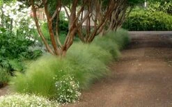 Pony Tails Mexican Feather Grass - Stipa Tennuissima - 1 Gallon Pot -Plant Series Shop Picture Stipa Tenuissima 10 2
