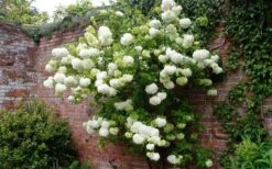 Chinese Snowball Viburnum Bush - 7 Gallon Pot (3-4') -Plant Series Shop Picture Viburnum Chinese Snowball Espalier 2