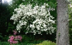 Chinese Snowball Viburnum Bush - 7 Gallon Pot (2-3') 15 Chinese Snowball Viburnum Bush - 7 Gallon Pot (2-3') -Plant Series Shop Picture Viburnum Chinese Snowball Tree 2 1