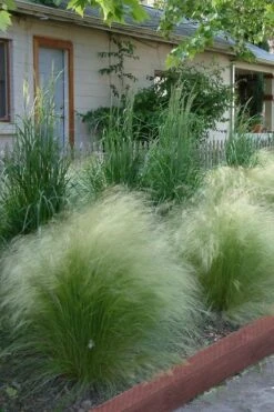Pony Tails Mexican Feather Grass (Stipa Tennuissima) - 6 Pack Of Quart Pots -Plant Series Shop Ponytails Grass Mexican Feather Rev 500x750 1