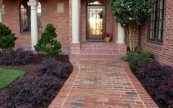 Purple Pixie Loropetalum - 3 Gallon Pot -Plant Series Shop Purple Pixie Loropetalum Border