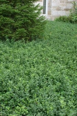 Purple Wintercreeper (Euonymus Fortunei 'Coloratus') - 36 Pack Of Pint Pots -Plant Series Shop Purple Wintercreeper 5