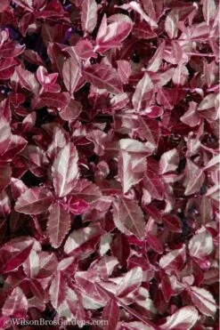Purple Wintercreeper (Euonymus Fortunei 'Coloratus') - 36 Pack Of Pint Pots -Plant Series Shop Purple Wintercreeper 7