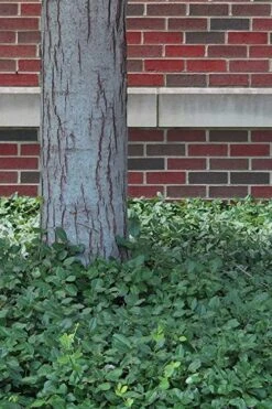 Purple Wintercreeper (Euonymus Fortunei 'Coloratus') - 6 Pack Of Pint Pots -Plant Series Shop Purple Wintercreeper 8 1