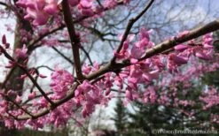 The Rising Sun Redbud Tree - 7 Gallon Pot (4-5') -Plant Series Shop Redbud Rising Sun 31