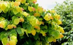 The Rising Sun Redbud Tree - 7 Gallon Pot (4-5') -Plant Series Shop Redbud Rising Sun 33