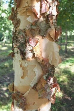 River Birch Tree (Multi Trunk) - 2 Gallon Pot -Plant Series Shop River Birch 12 1