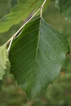River Birch Tree (Multi Trunk) - 2 Gallon Pot -Plant Series Shop River Birch 13 1