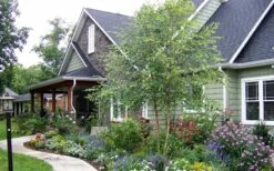 River Birch Tree (Multi Trunk) - 2 Gallon Pot -Plant Series Shop River Birch Tree B 1