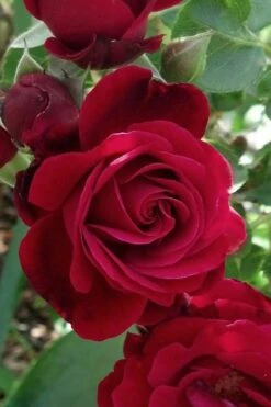 Don Juan Climbing Rose - 3 Gallon Pot 12 Don Juan Climbing Rose - 3 Gallon Pot -Plant Series Shop Rose Climbing Don Juan 3