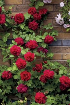Don Juan Climbing Rose - 3 Gallon Pot 13 Don Juan Climbing Rose - 3 Gallon Pot -Plant Series Shop Rose Climbing Don Juan 5