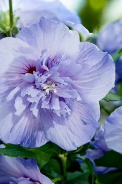Blue Chiffon Rose Of Sharon - 5 Gallon Pot -Plant Series Shop Rose Of Sharon Blue Chiffon 10