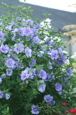Blue Chiffon Rose Of Sharon - 5 Gallon Pot -Plant Series Shop Rose Of Sharon Blue Chiffon 5