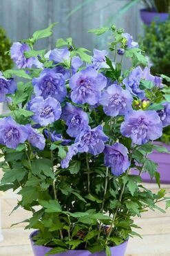 Blue Chiffon Rose Of Sharon - 5 Gallon Pot -Plant Series Shop Rose Of Sharon BlueChiffon 6