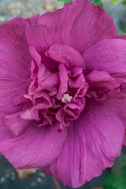 Magenta Chiffon Rose Of Sharon (Hibiscus Syriacus) - 5 Gallon Pot -Plant Series Shop Rose Of Sharon Magenta Chiffon 4