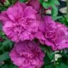 Magenta Chiffon Rose Of Sharon (Hibiscus Syriacus) - 5 Gallon Pot