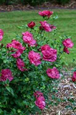 Magenta Chiffon Rose Of Sharon (Hibiscus Syriacus) - 5 Gallon Pot -Plant Series Shop Rose Of Sharon Magenta Chiffon 6