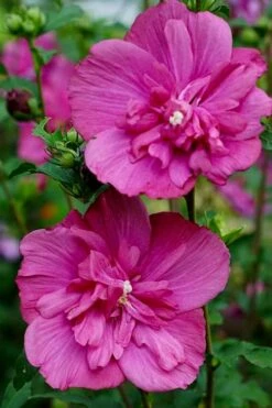 Magenta Chiffon Rose Of Sharon (Hibiscus Syriacus) - 5 Gallon Pot -Plant Series Shop Rose Of Sharon Magenta Chiffon 8