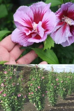 Purple Pillar Rose Of Sharon - 5 Gallon Pot -Plant Series Shop Rose Of Sharon Purple Pillar