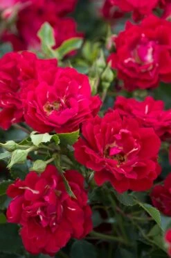 Red Drift Groundcover Rose - 3 Gallon Pot -Plant Series Shop Rose Red Drift BS