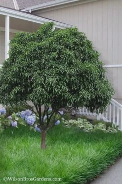 Fudingzhu Fragrant White Tea Olive (Osmanthus Fragrans) - 3 Gallon Pot -Plant Series Shop Tea Olive Fudingzhu 6