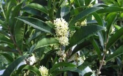 Fudingzhu Fragrant White Tea Olive (Osmanthus Fragrans) - 3 Gallon Pot -Plant Series Shop Tea Olive Fudingzhu 7