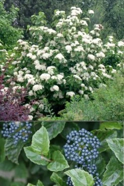 All That Glows Arrowwood Viburnum - 2 Gallon Pot -Plant Series Shop Viburnum All That Glows 4