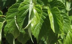 Chicago Luster Arrowwood Viburnum - 3 Gallon Pot 12 Chicago Luster Arrowwood Viburnum - 3 Gallon Pot -Plant Series Shop Viburnum Chicago Luster 1