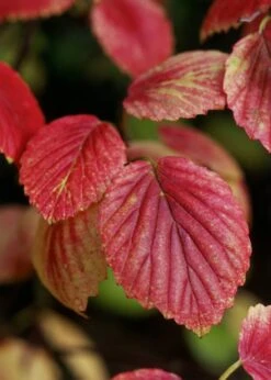 Chicago Luster Arrowwood Viburnum - 3 Gallon Pot 13 Chicago Luster Arrowwood Viburnum - 3 Gallon Pot -Plant Series Shop Viburnum Chicago Luster 4