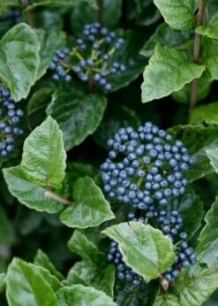 All That Glows Arrowwood Viburnum - 2 Gallon Pot -Plant Series Shop Viburnum Chicago Luster 5