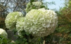 Chinese Snowball Viburnum Bush - 7 Gallon Pot (3-4') -Plant Series Shop Viburnum Chinese Snowball Bloom Green 2