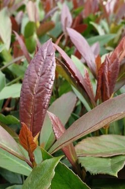 Coppertop Sweet Viburnum - 2 Gallon Pot -Plant Series Shop Viburnum Coppertop 3 1