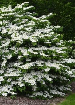 Shasta Doublefile Viburnum - 3 Gallon Pot