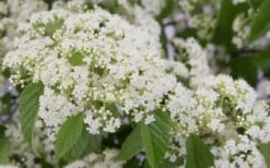 Snow Joey Viburnum - 3 Gallon Pot -Plant Series Shop Viburnum Snow Joey 2