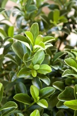 Sugar Cookie Sweet Viburnum - 3 Gallon Pot -Plant Series Shop Viburnum Sugar Cookie 2