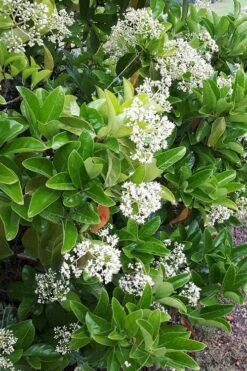 Sugar Cookie Sweet Viburnum - 3 Gallon Pot -Plant Series Shop Viburnum Sugar Cookie 3