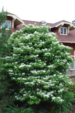Summer Snowflake Viburnum - 3 Gallon Pot -Plant Series Shop Viburnum Summer Snowflake 20 2