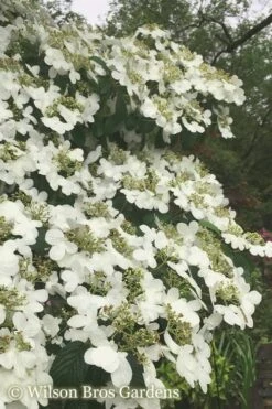 Summer Snowflake Viburnum - 3 Gallon Pot -Plant Series Shop Viburnum Summer Snowflake 21 500x750 2