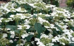 Summer Snowflake Viburnum - 3 Gallon Pot -Plant Series Shop Viburnum Summer Snowflake 3 1