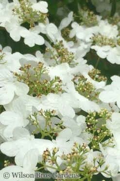Summer Snowflake Viburnum - 3 Gallon Pot -Plant Series Shop Viburnum Summer Snowflake 31 1