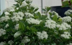 Winterthur Viburnum - 3 Gallon Pot -Plant Series Shop Viburnum Winterthur 11 1