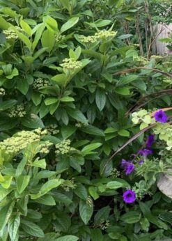 Winterthur Viburnum - 3 Gallon Pot -Plant Series Shop Viburnum Winterthur 9 1