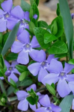 Evergreen Periwinkle - Vinca Minor - 6 Pack Of Pint Pots