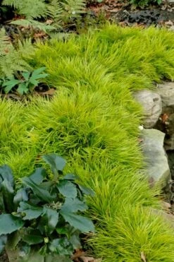 Dwarf Golden Sweet Flag (Acorus Gramineus 'Minimus Aureus') - 5 Pack Of Quart Pots -Plant Series Shop acorus gramineus minnimus aurea dwarf golden sweet flag 101