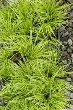 Dwarf Golden Sweet Flag (Acorus Gramineus 'Minimus Aureus') - 5 Pack Of Quart Pots -Plant Series Shop acorus gramineus minnimus aurea dwarf golden sweet flag 105