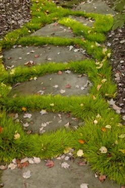 Dwarf Golden Sweet Flag - Acorus Gramineus 'Minimus Aureus' - 5 Pack Of Pint Pots 10 Dwarf Golden Sweet Flag - Acorus Gramineus 'Minimus Aureus' - 5 Pack Of Pint Pots -Plant Series Shop acorus gramineus minnimus aurea dwarf golden sweet flag 106 1