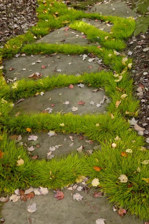 Dwarf Golden Sweet Flag - Acorus Gramineus 'Minimus Aureus' - 5 Pack Of Pint Pots 5 Dwarf Golden Sweet Flag - Acorus Gramineus 'Minimus Aureus' - 5 Pack Of Pint Pots - Image 5