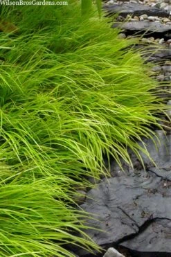 Dwarf Golden Sweet Flag - Acorus Gramineus 'Minimus Aureus' - 5 Pack Of Pint Pots